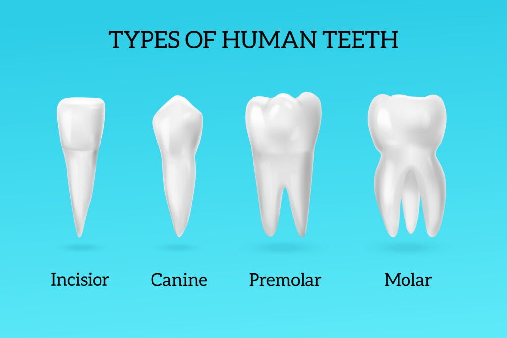 function of teeth in digestive system